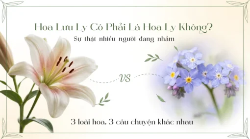 Cách Chăm Hoa Ly Tươi Lâu: Khi Nào Nên Thúc Nở Nhanh, Khi Nào Nên Giữ Nụ